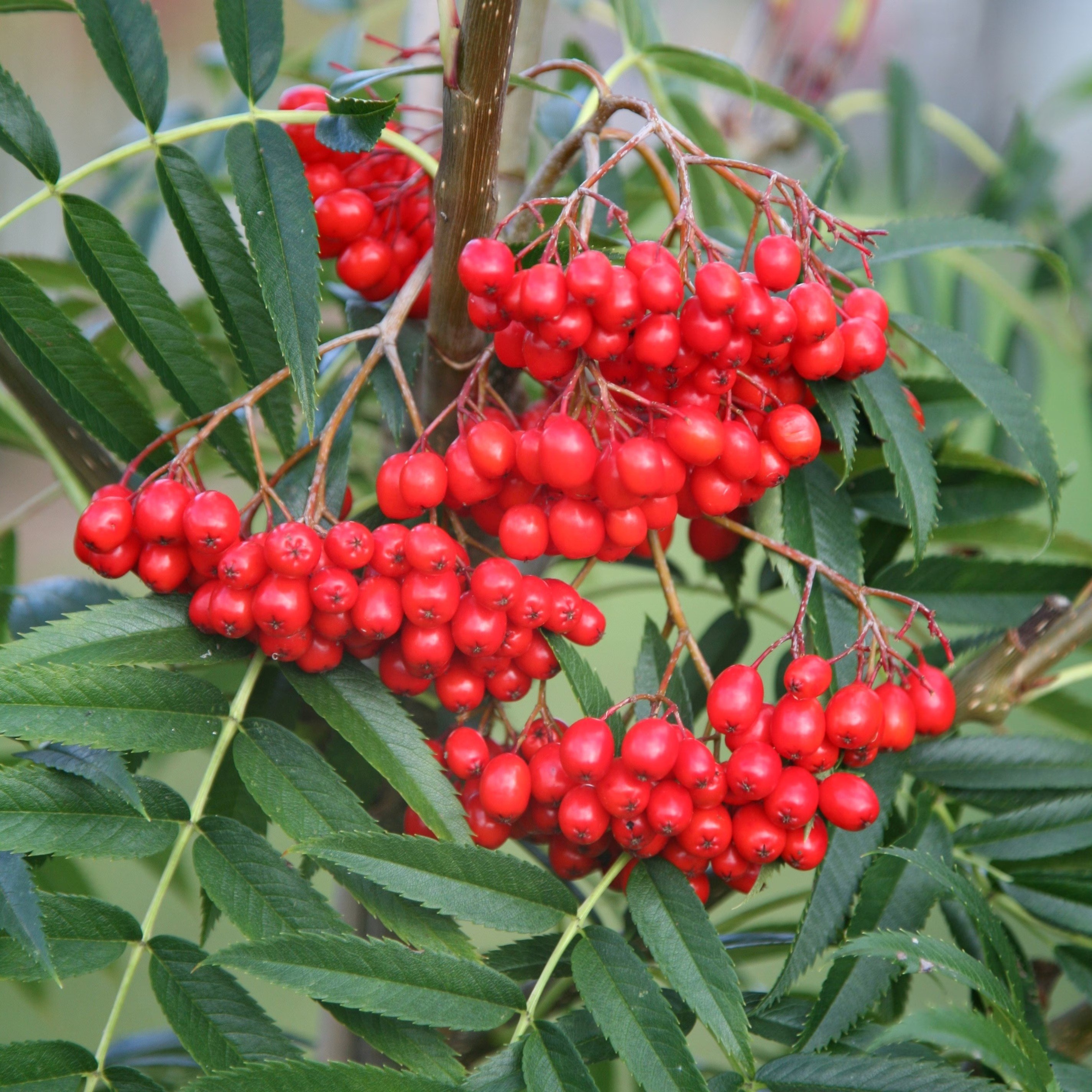 Sorbus Ulleungensis Olympic Flame | Rowan