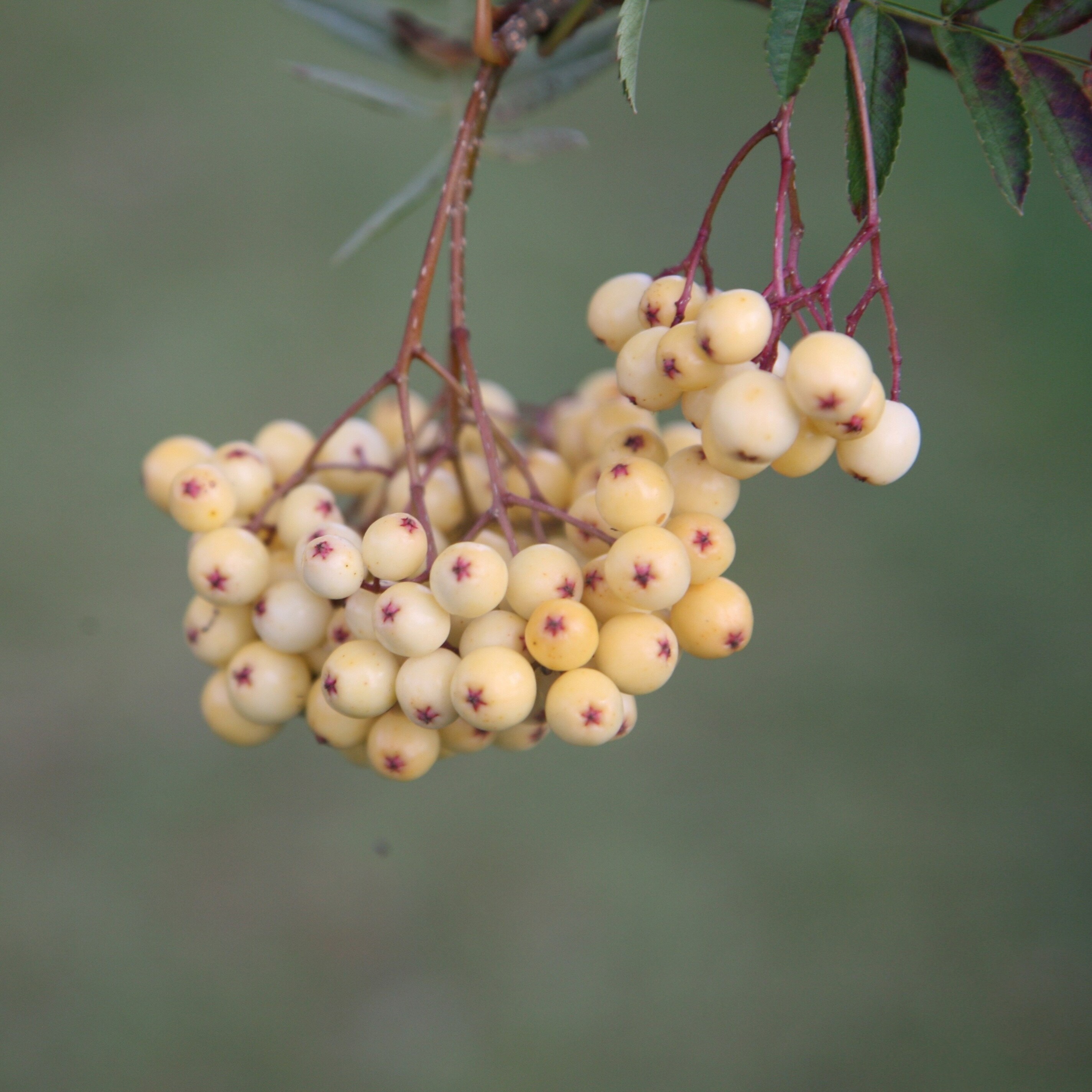 Sorbus Joseph Rock | Rowan