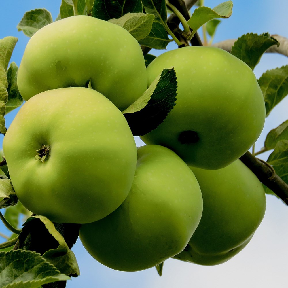 Apple Grenadier | Cooking Apple