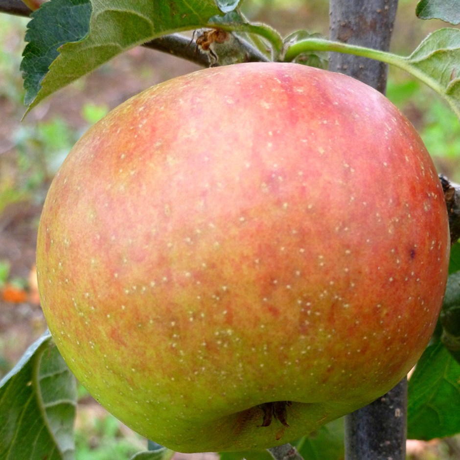Apple Blenheim Orange | Eating / Dessert Apple
