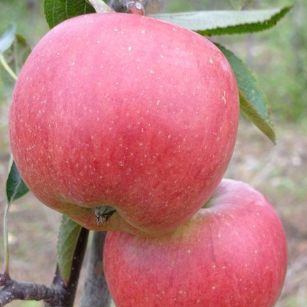 apple Braeburn Hillwell