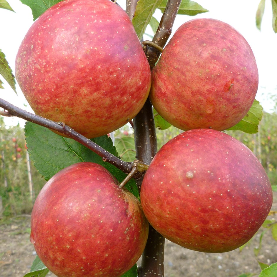 Apple Falstaff | Eating / Dessert Apple