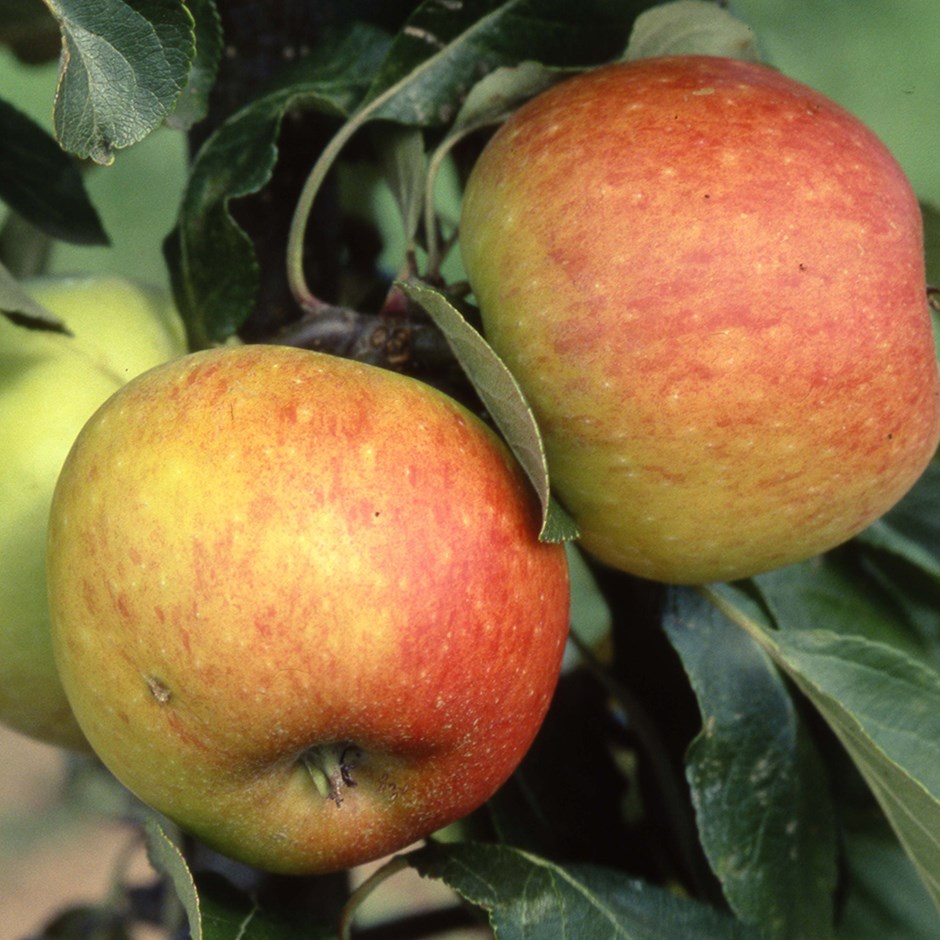 Apple James Grieve | Eating / Dessert Apple