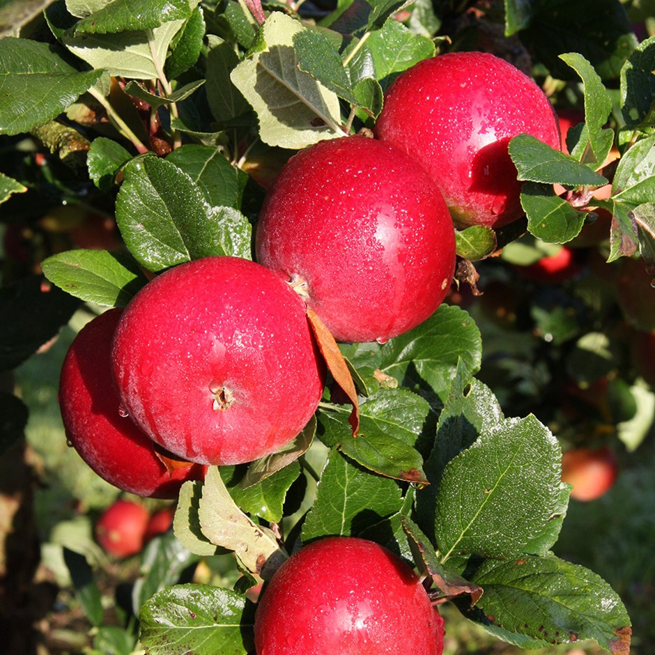 Apple Red Devil | Eating / Dessert Apple