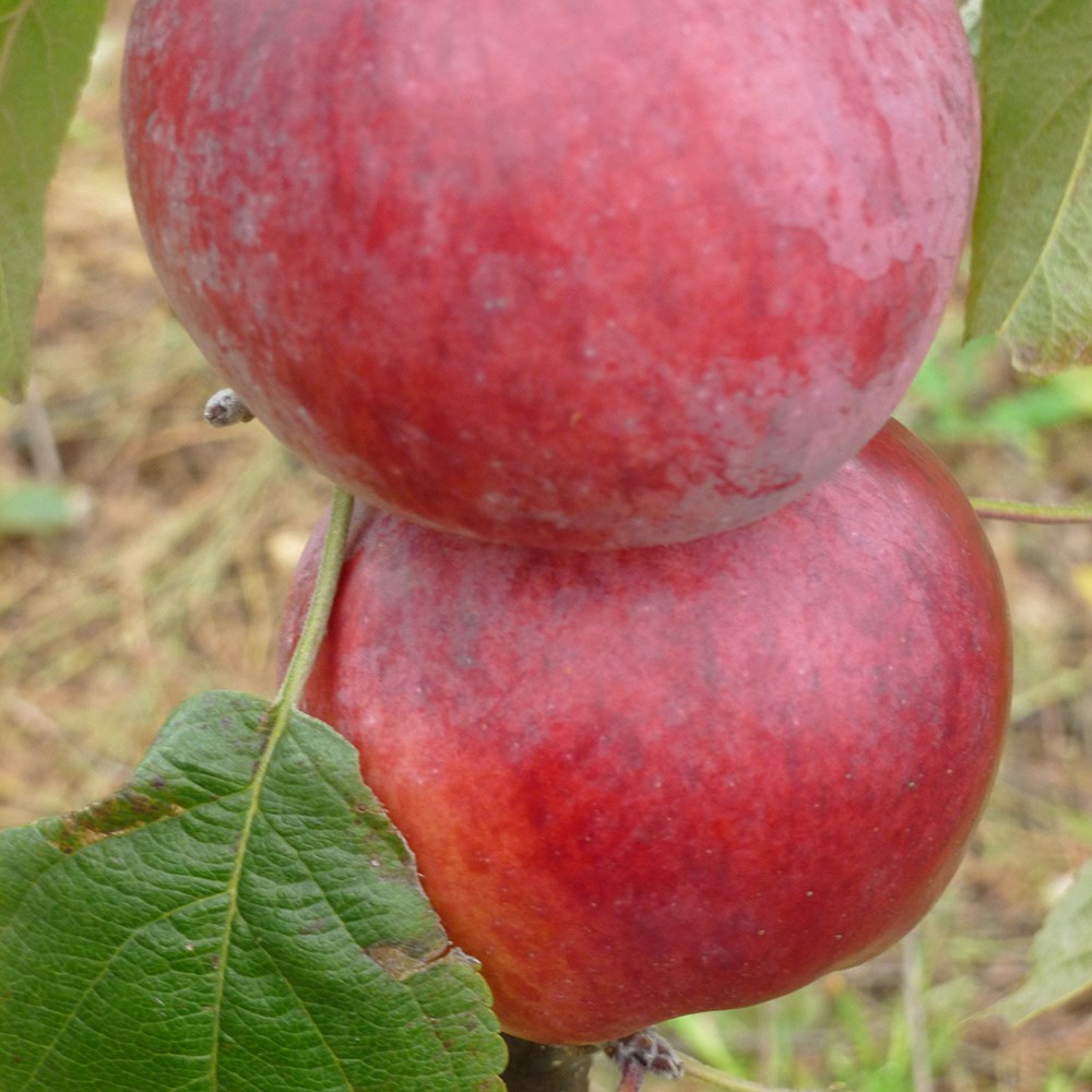 Apple Spartan | Eating / Dessert Apple