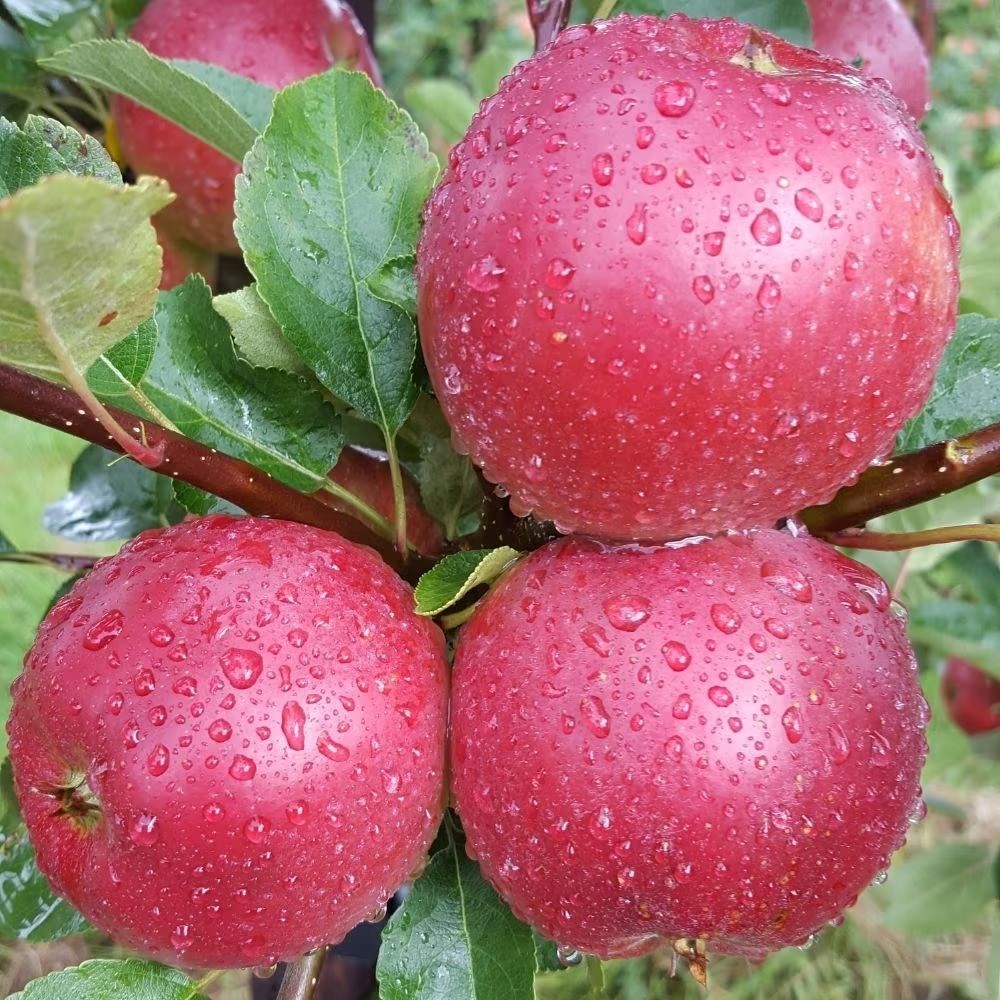 Apple Worcester Pearmain | Eating / Dessert Apple