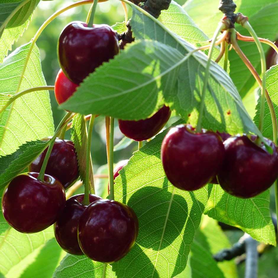 Cherry Lapins | Sweet Cherry