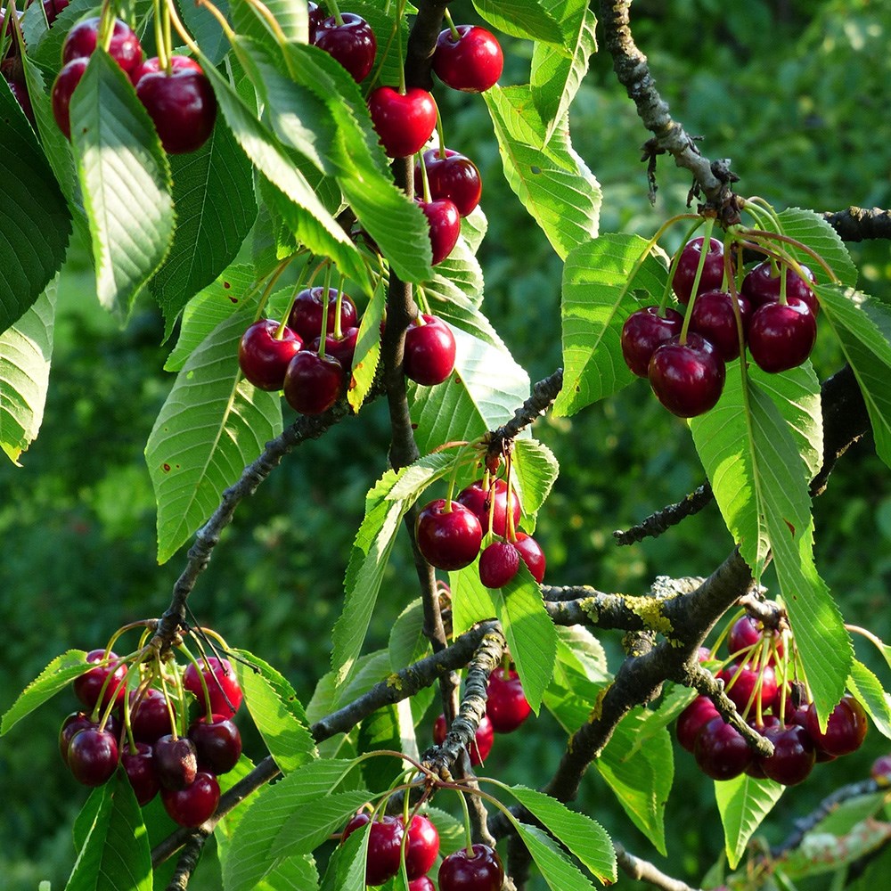 Cherry Regina | Sweet Cherry