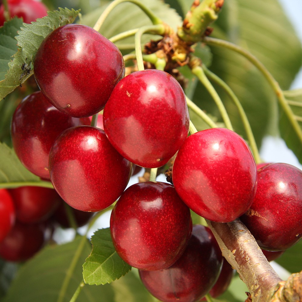 Cherry Summer Sun | Sweet Cherry