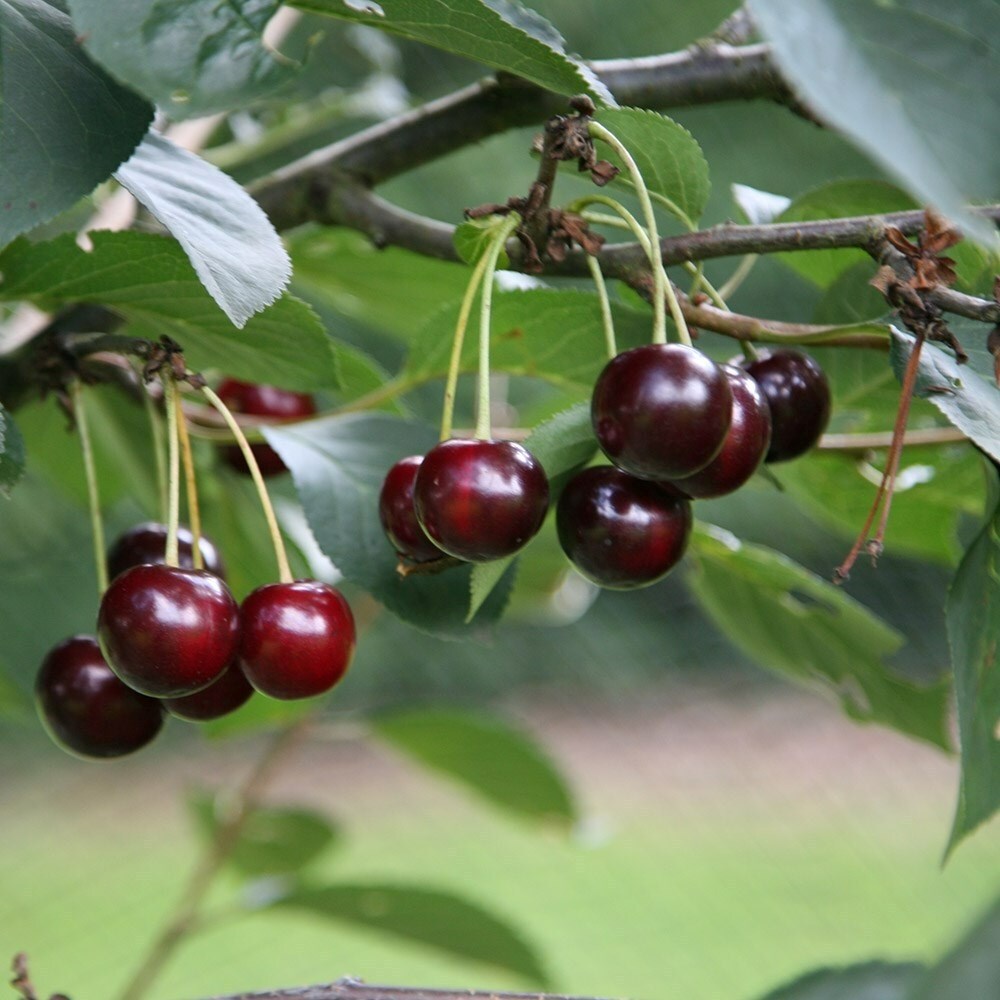 Cherry Sunburst | Sweet Cherry