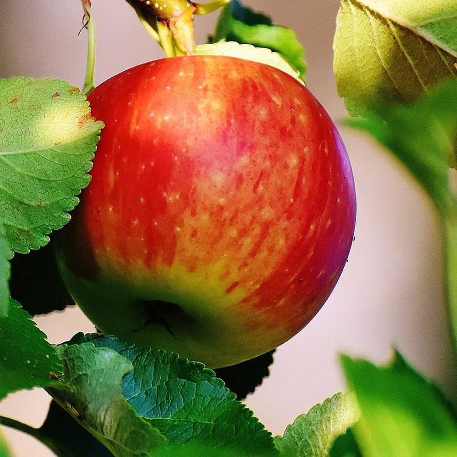 Apple Jonagold | Eating / Dessert Apple