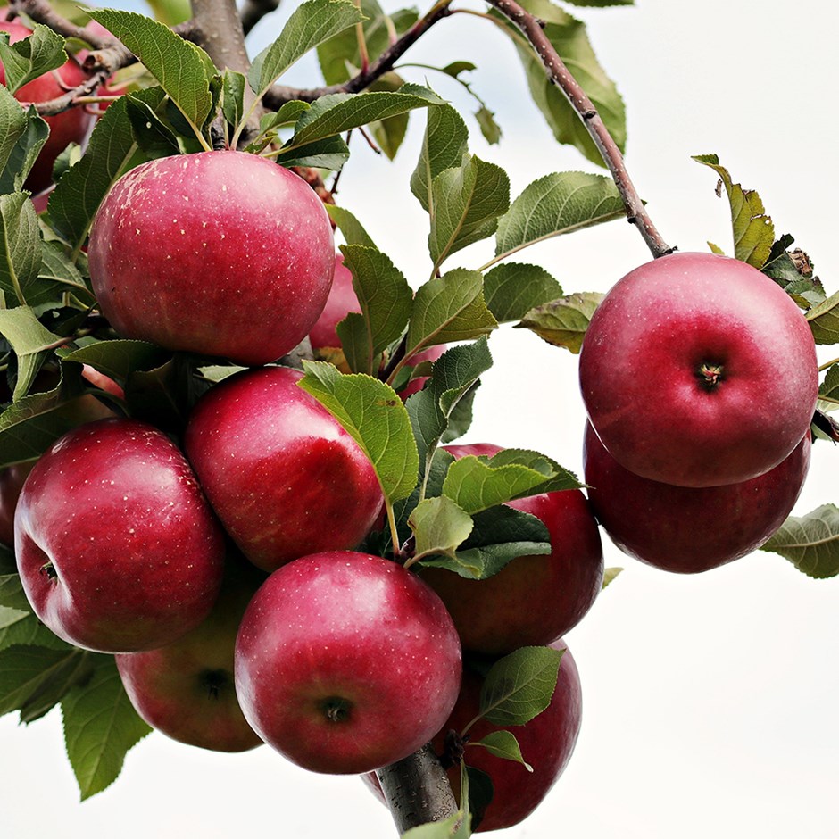 Apple Red Ellison | Eating / Dessert Apple