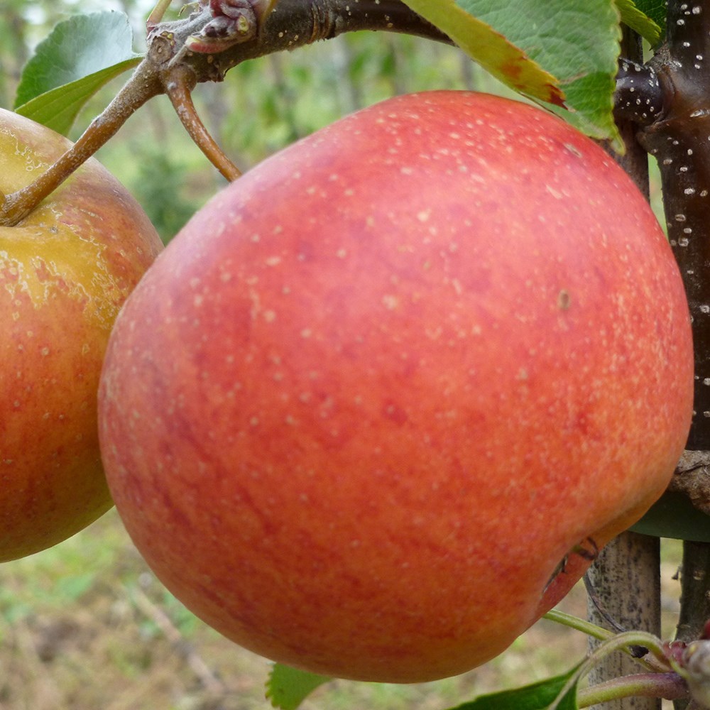 Apple Rubinette | Eating / Dessert Apple