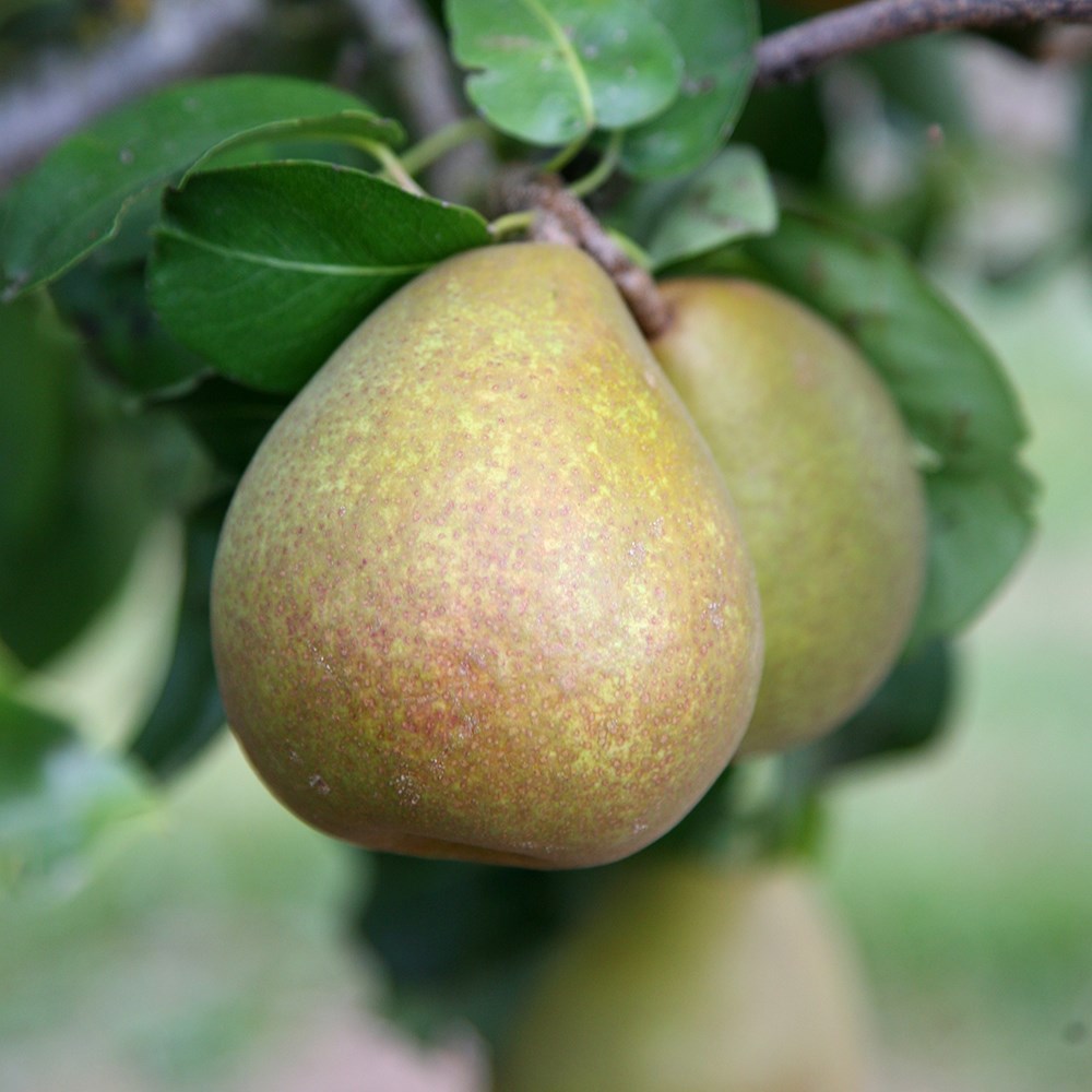 Pear Beurré Hardy