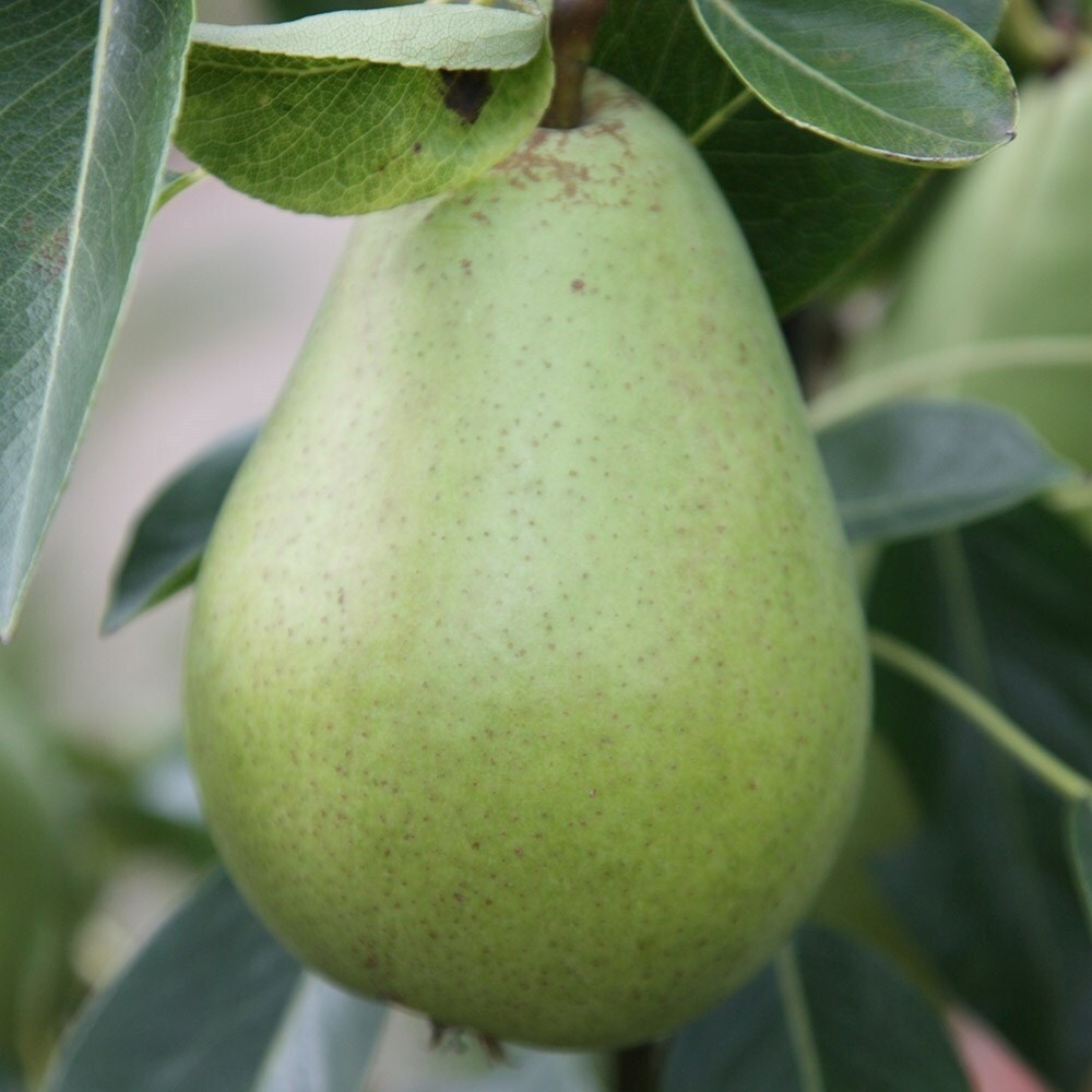 Pear Doyenne Du Comice
