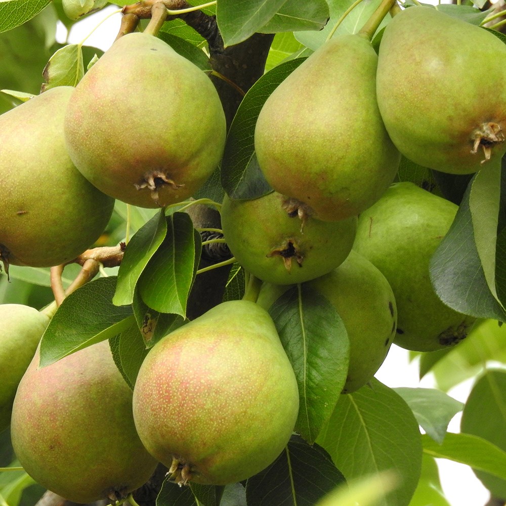 Pear Onward