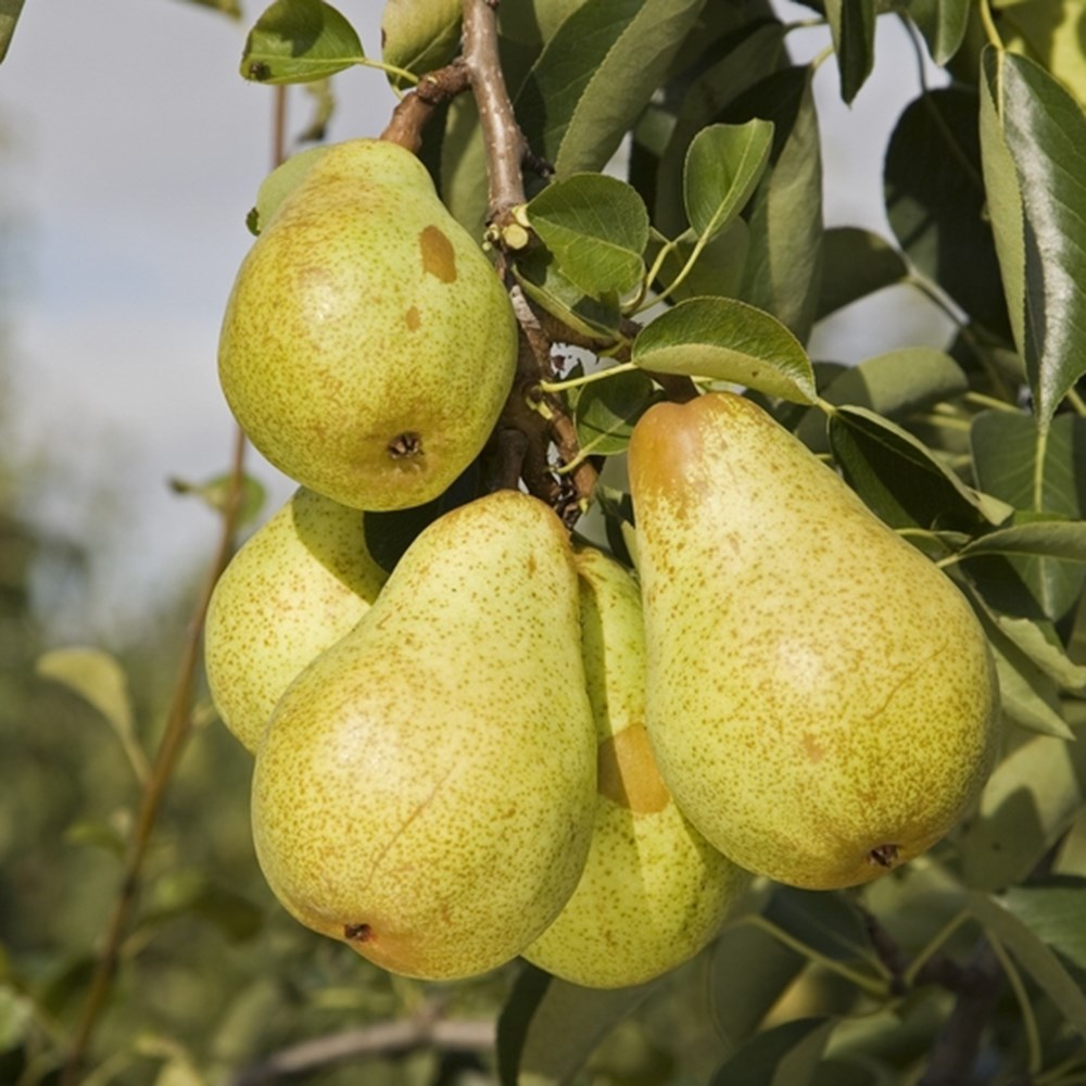Pear Williams Bon Chrétien