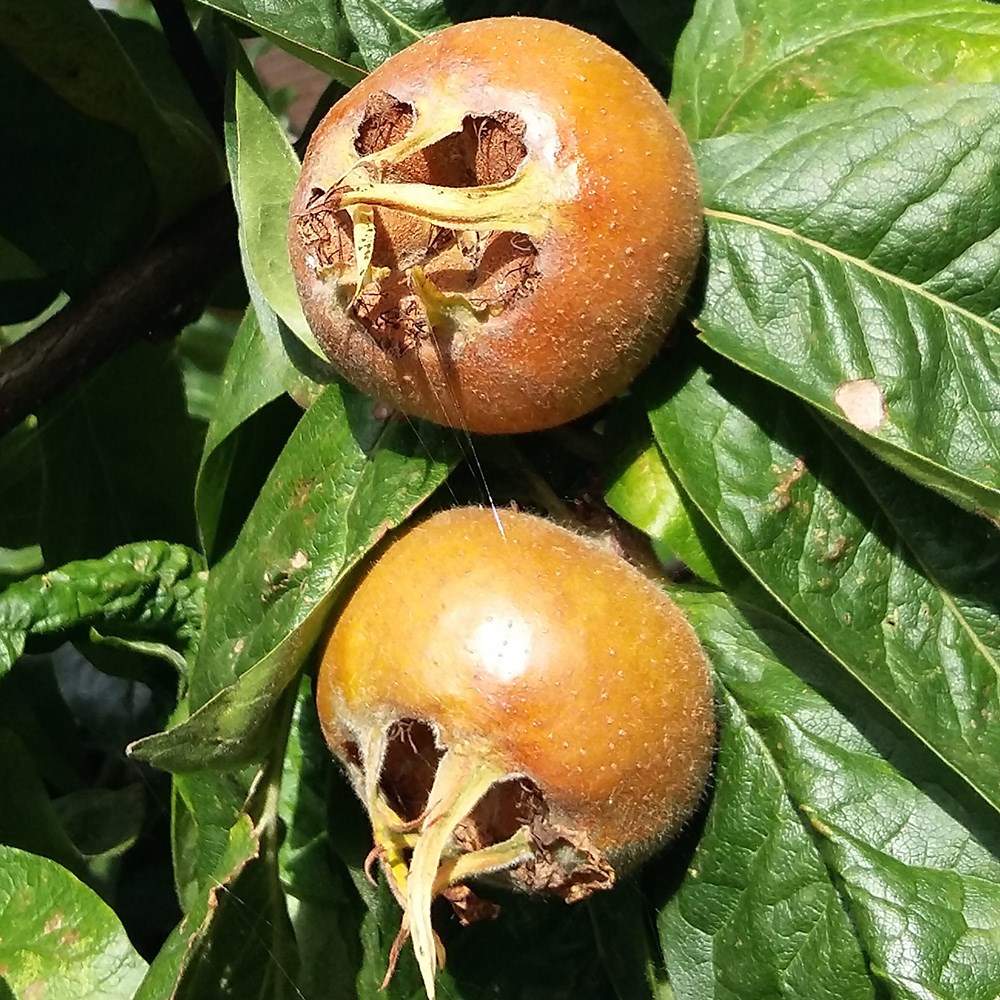 Medlar Nottingham