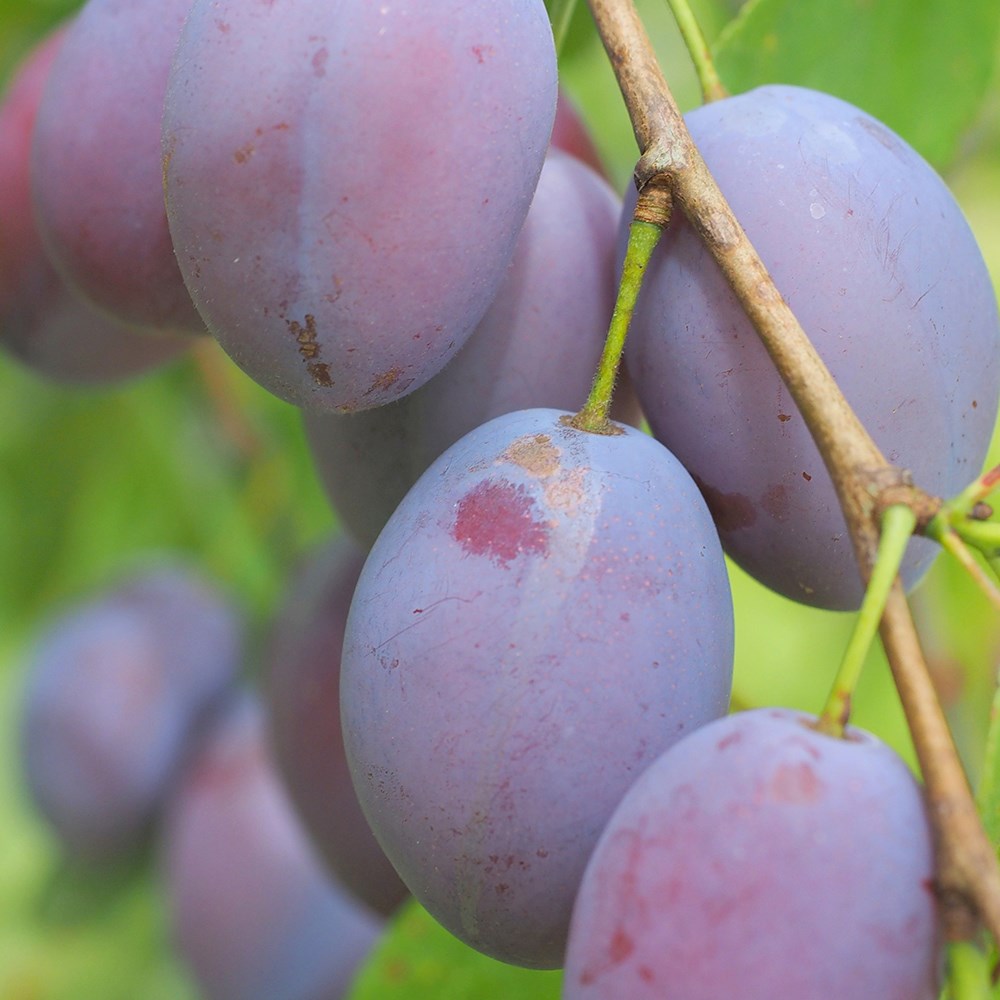 Plum Edwards