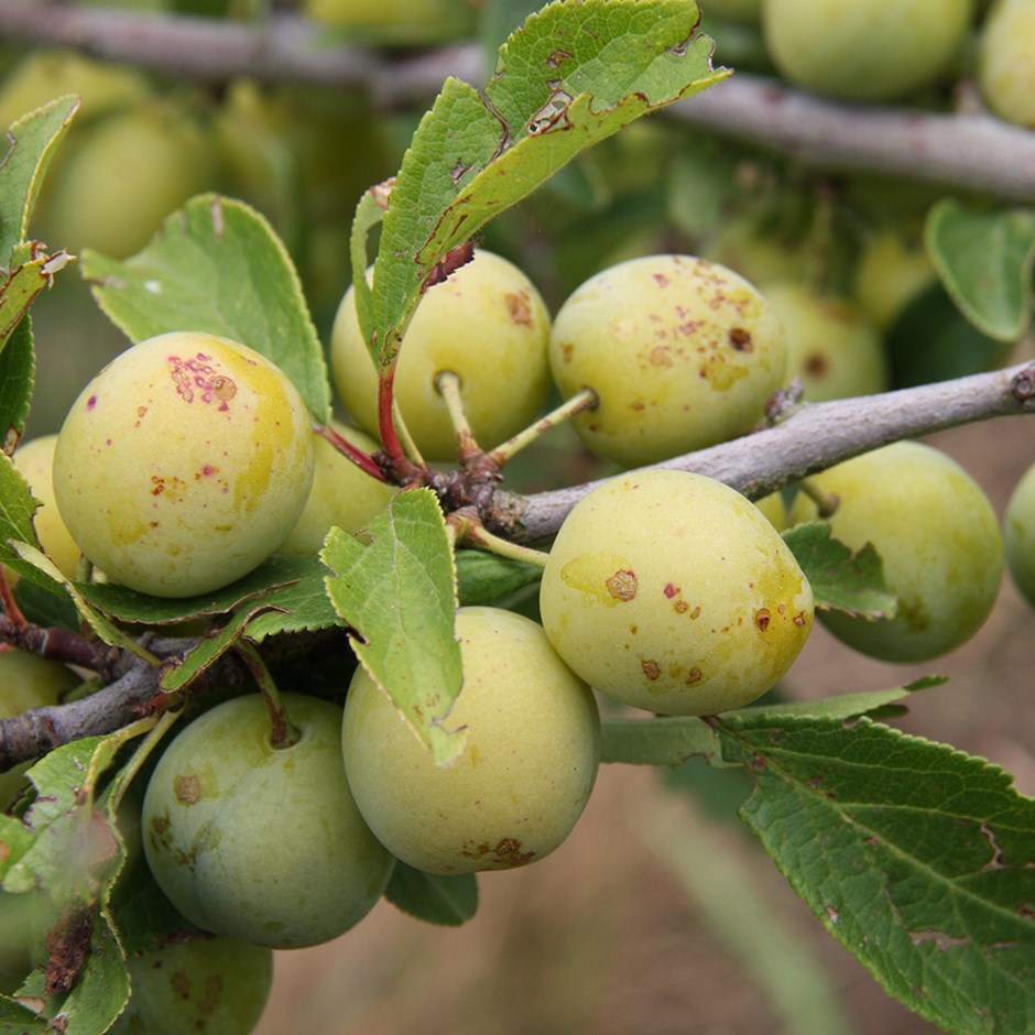 Damson Mirabelle De Nancy | Mirabelle Plum