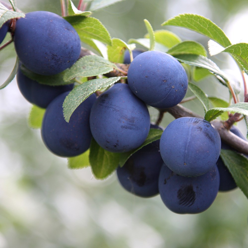Damson Farleigh