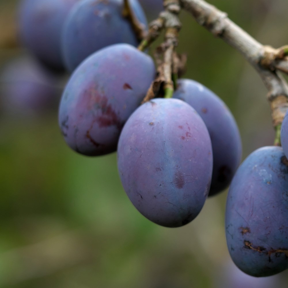 Damson Prune Damson