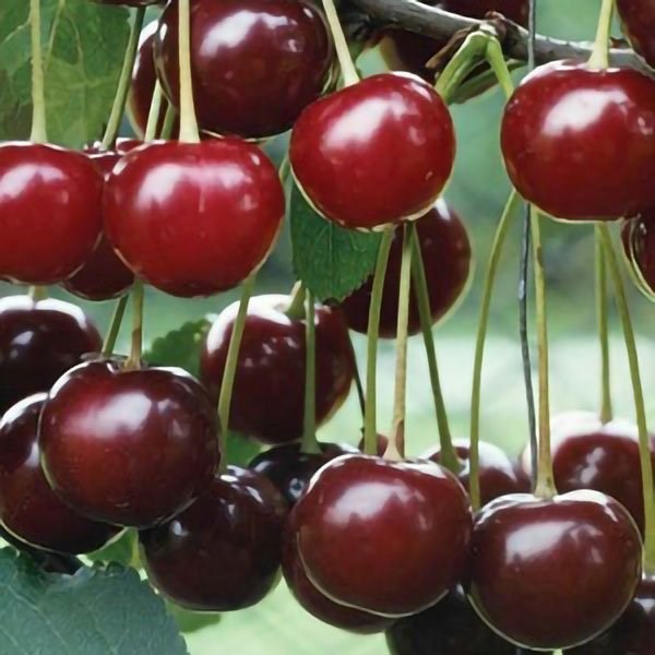 Cherry May Duke | Sour Cherry