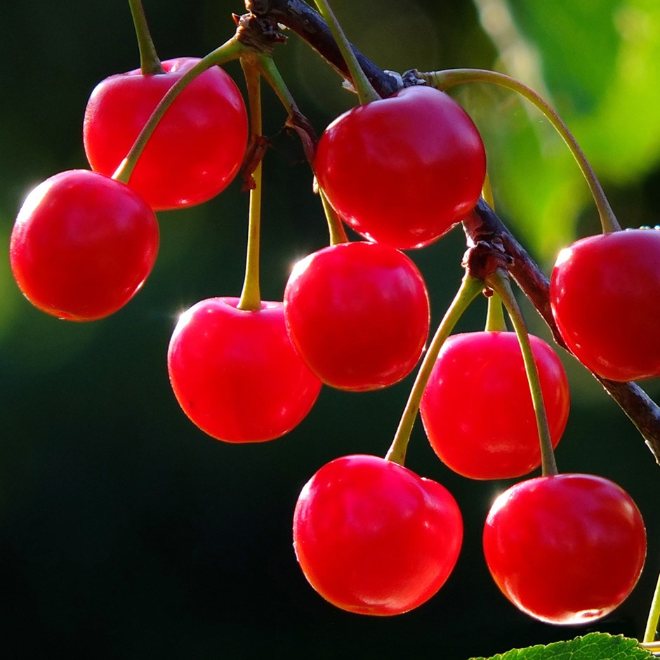 Cherry Nabella | Sweet Cherry