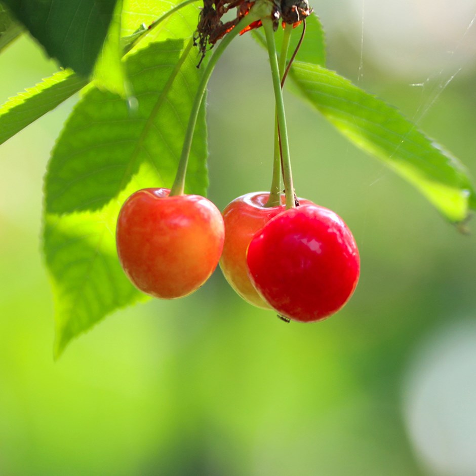 Cherry Bigarreau Napoléon | Sweet Cherry