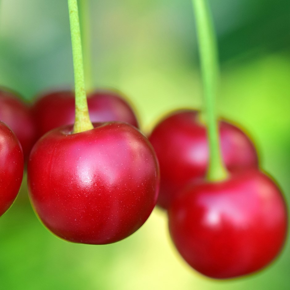 Cherry Van | Sweet Cherry