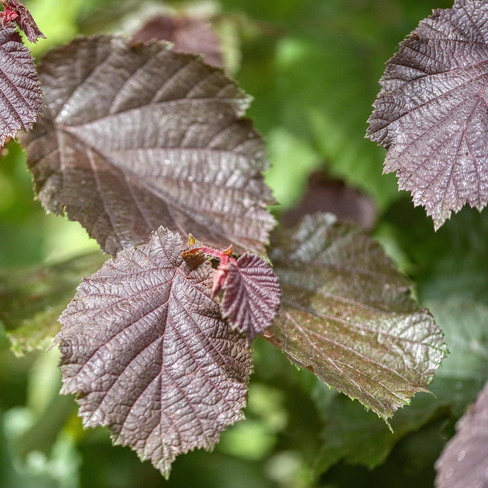 Cobnut Rote Zellernuss | Hazelnut / Red Filbert