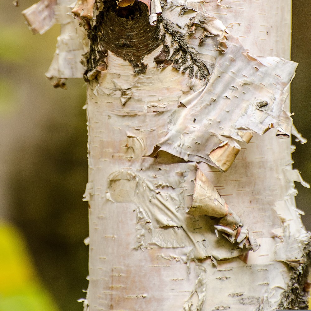 Betula Papyrifera | Paper Birch
