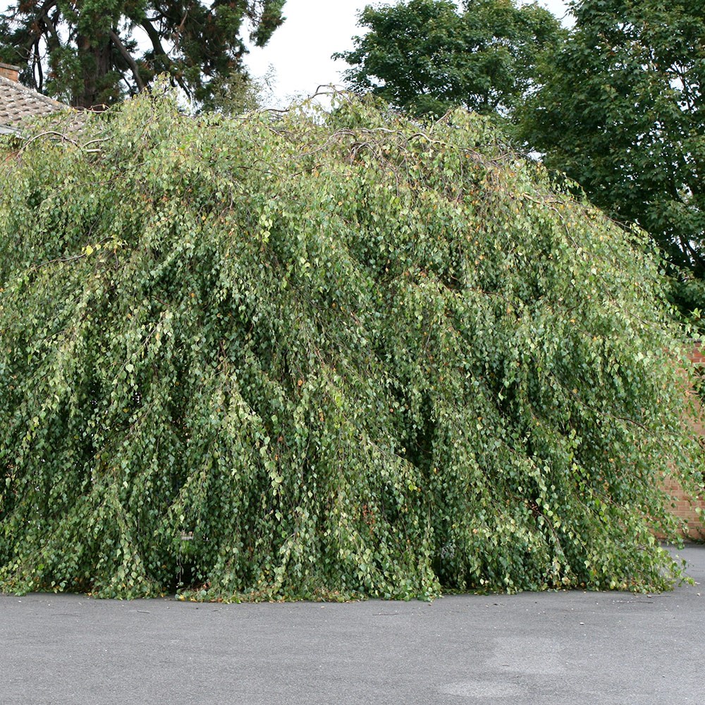 Betula Pendula Subsp. Pendula Youngii | Youngs Weeping Birch
