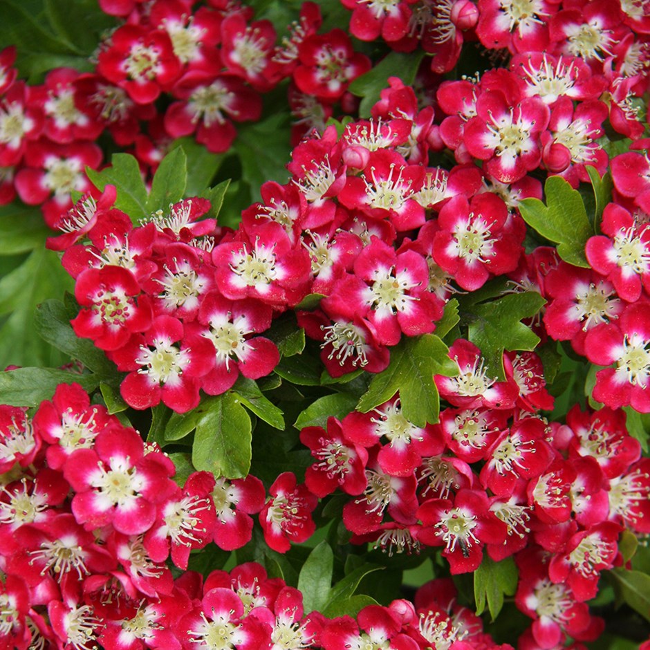 Crataegus × Media Crimson Cloud | Hawthorn, May Blossom