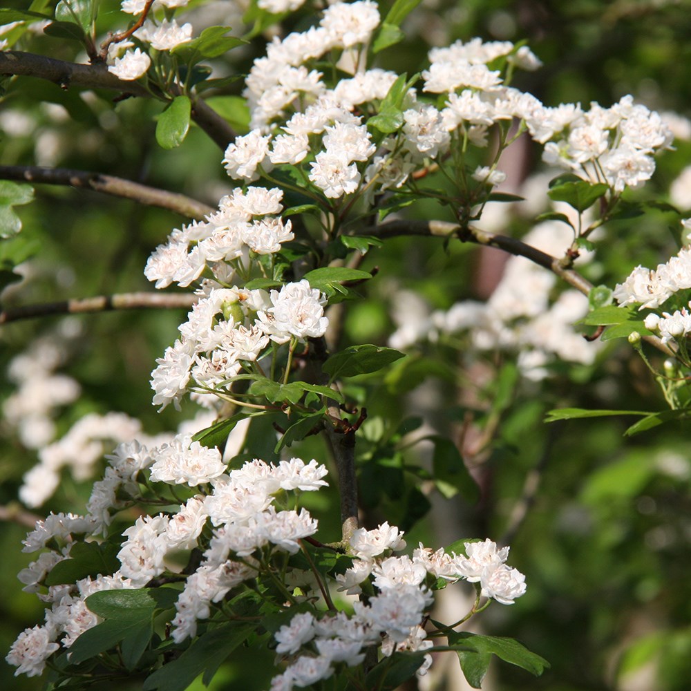 Crataegus × Media Plena | Hawthorn, May Blossom
