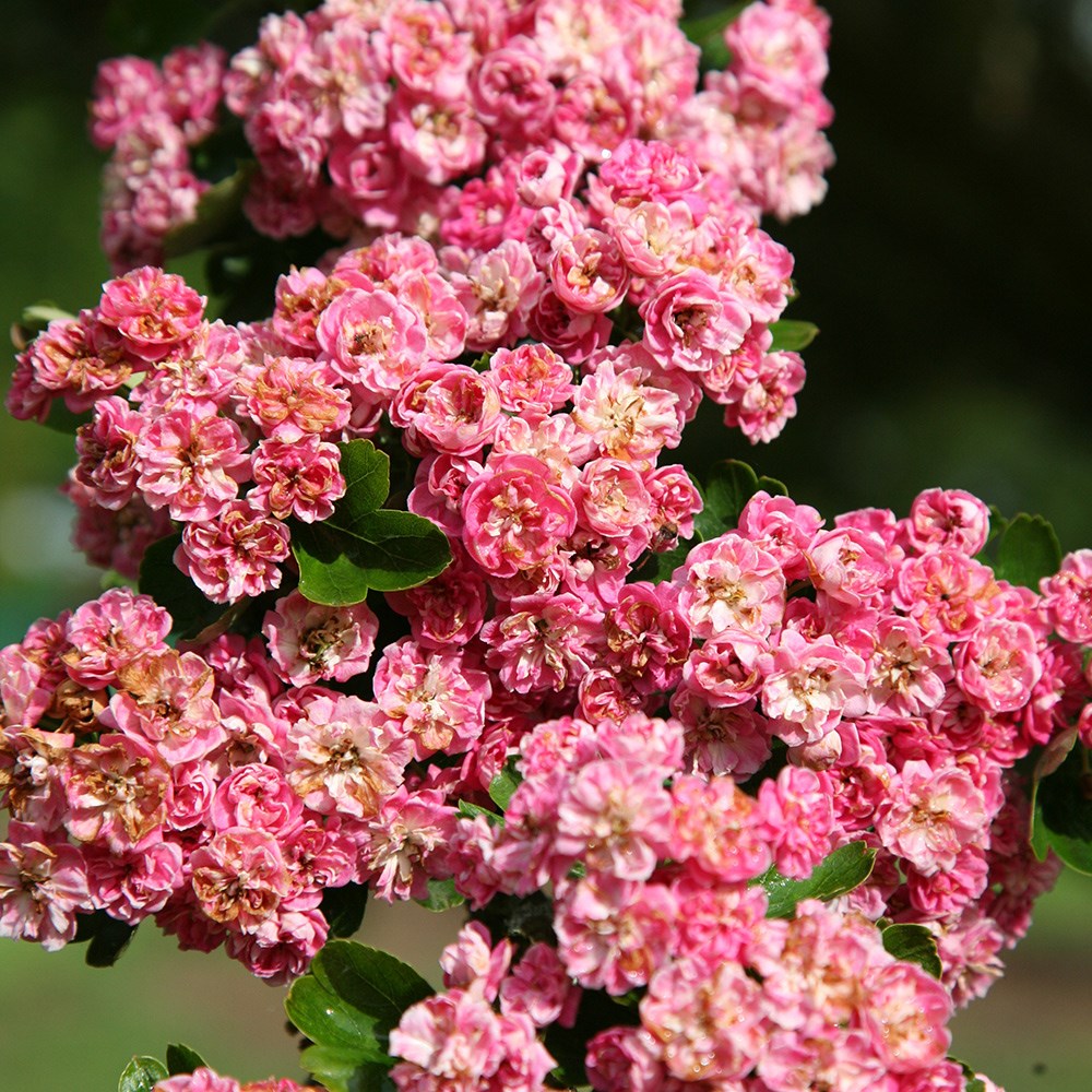 Crataegus × Media Punicea Flore Pleno | Double Pink Hawthorn