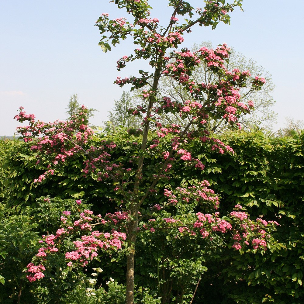 Crataegus × Media Punicea Flore Pleno | Double Pink Hawthorn