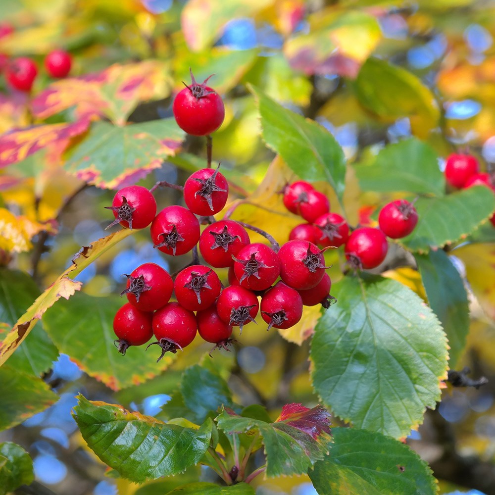 Crataegus Persimilis Prunifolia | Broad-Leaved Cockspur Thorn