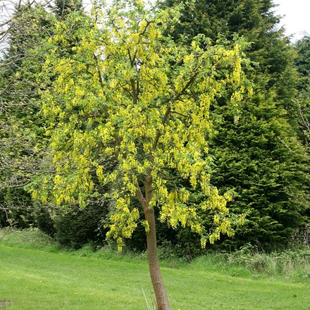 Laburnum × watereri Vossii