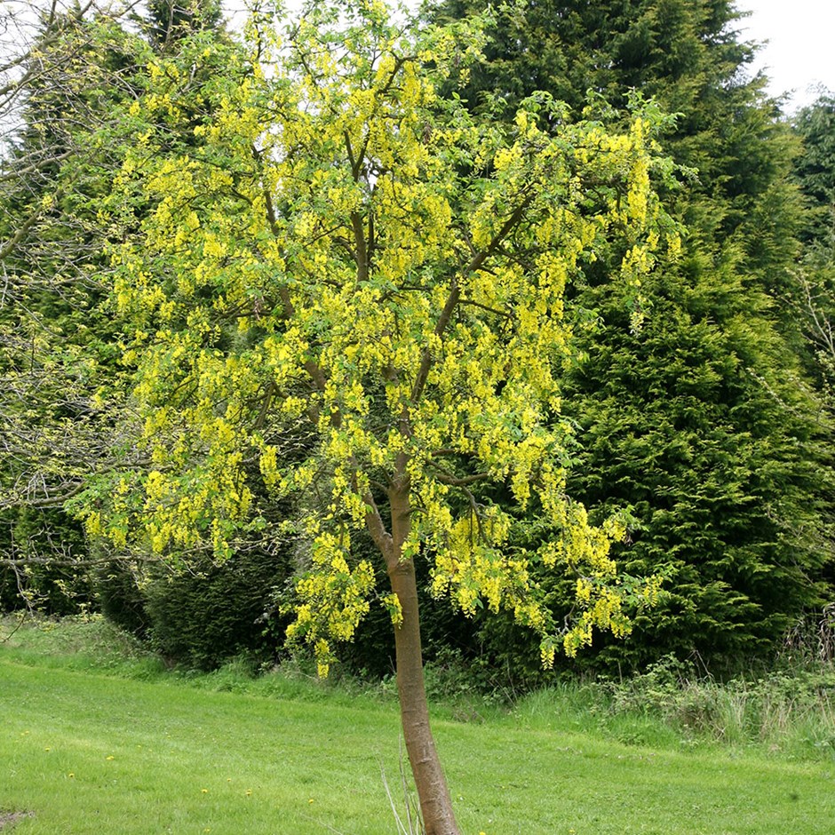 Laburnum Watereri Vossii | Vosss Laburnum