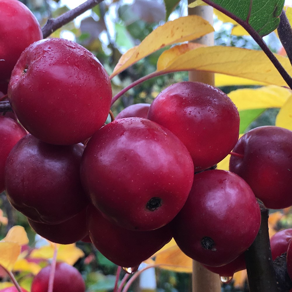 Malus × Atrosanguinea Gorgeous | Crab Apple