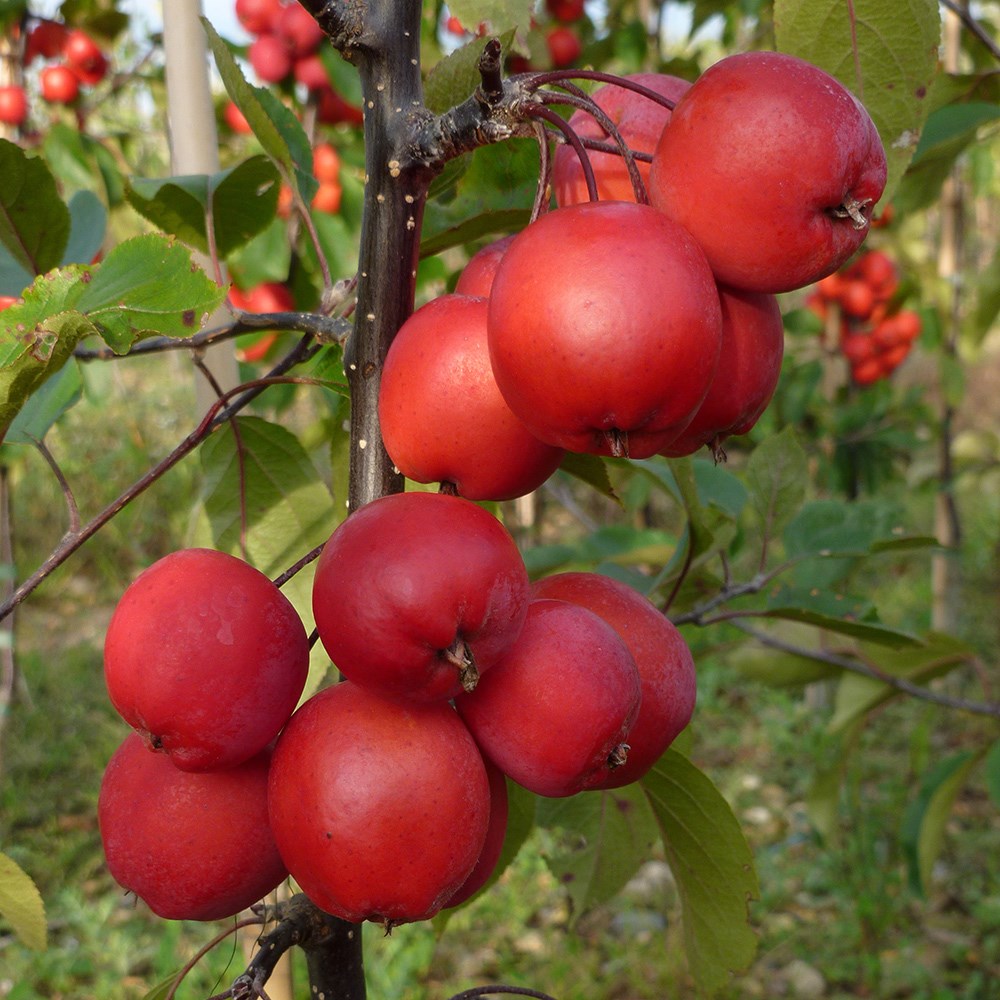 Malus x Purpurea Neville Copeman | Crab Apple