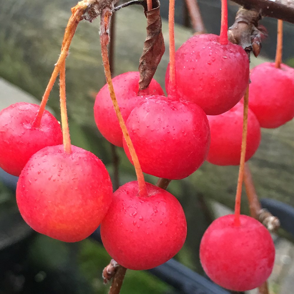 Malus Sun Rival | Crab Apple