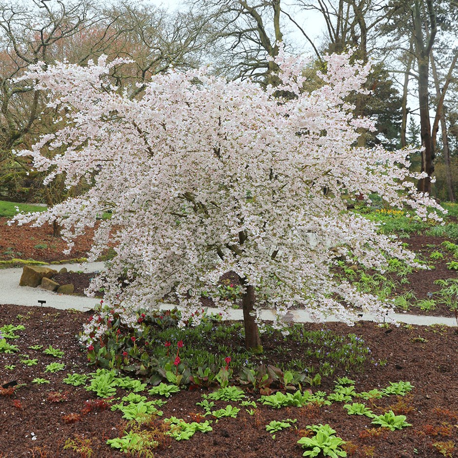 Prunus The Bride | Flowering Cherry Blossom Tree