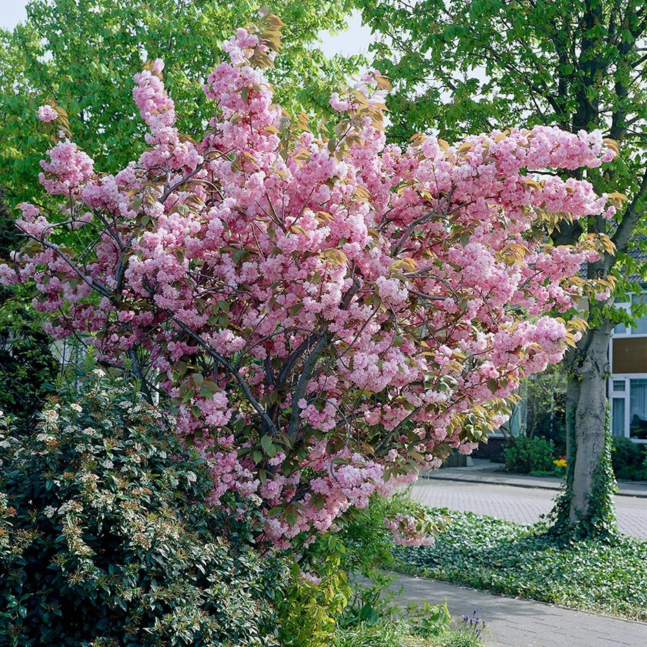 Prunus Kanzan | Flowering Cherry Blossom Tree