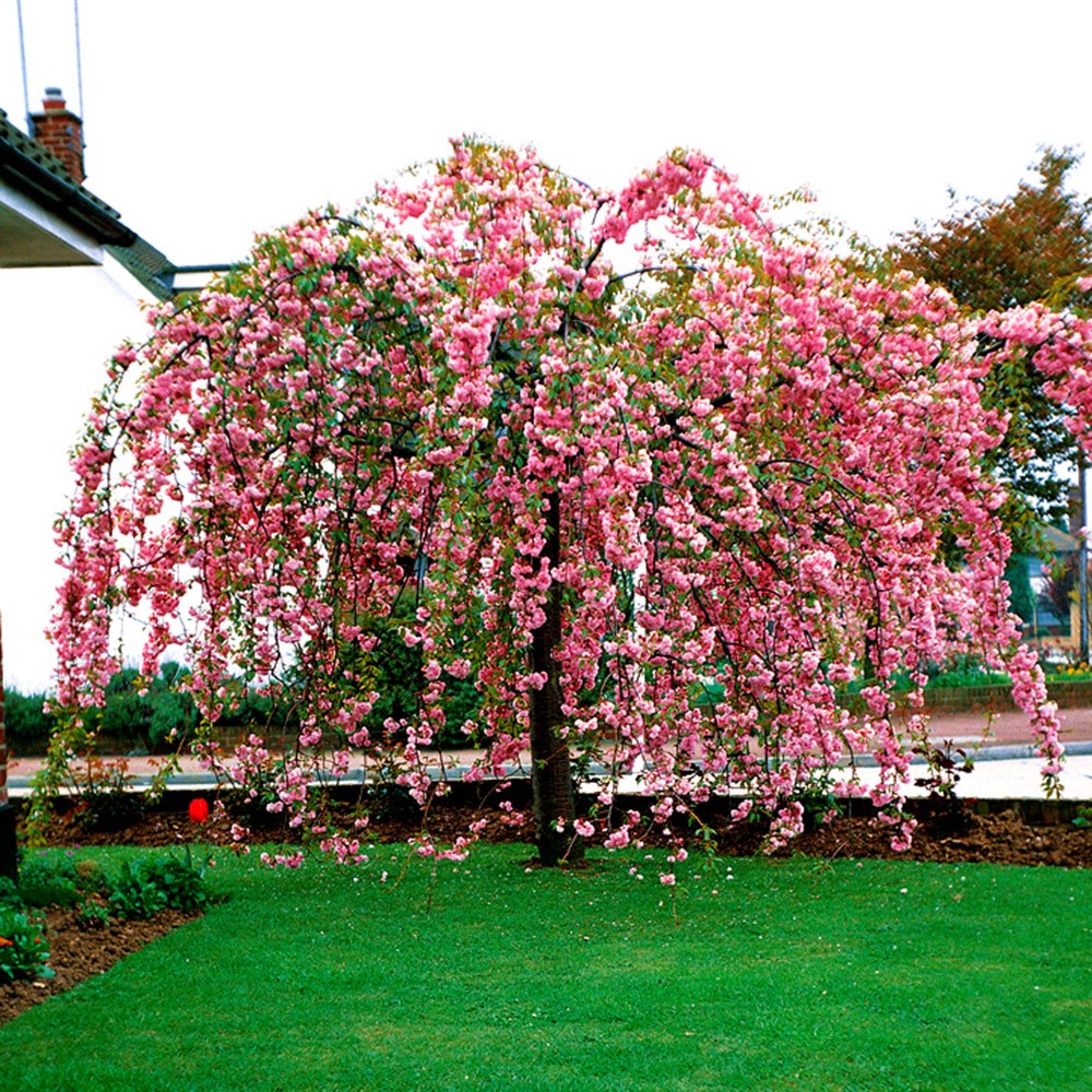 Prunus Kiku-Shidare-Zakura | Flowering Cherry Blossom Tree