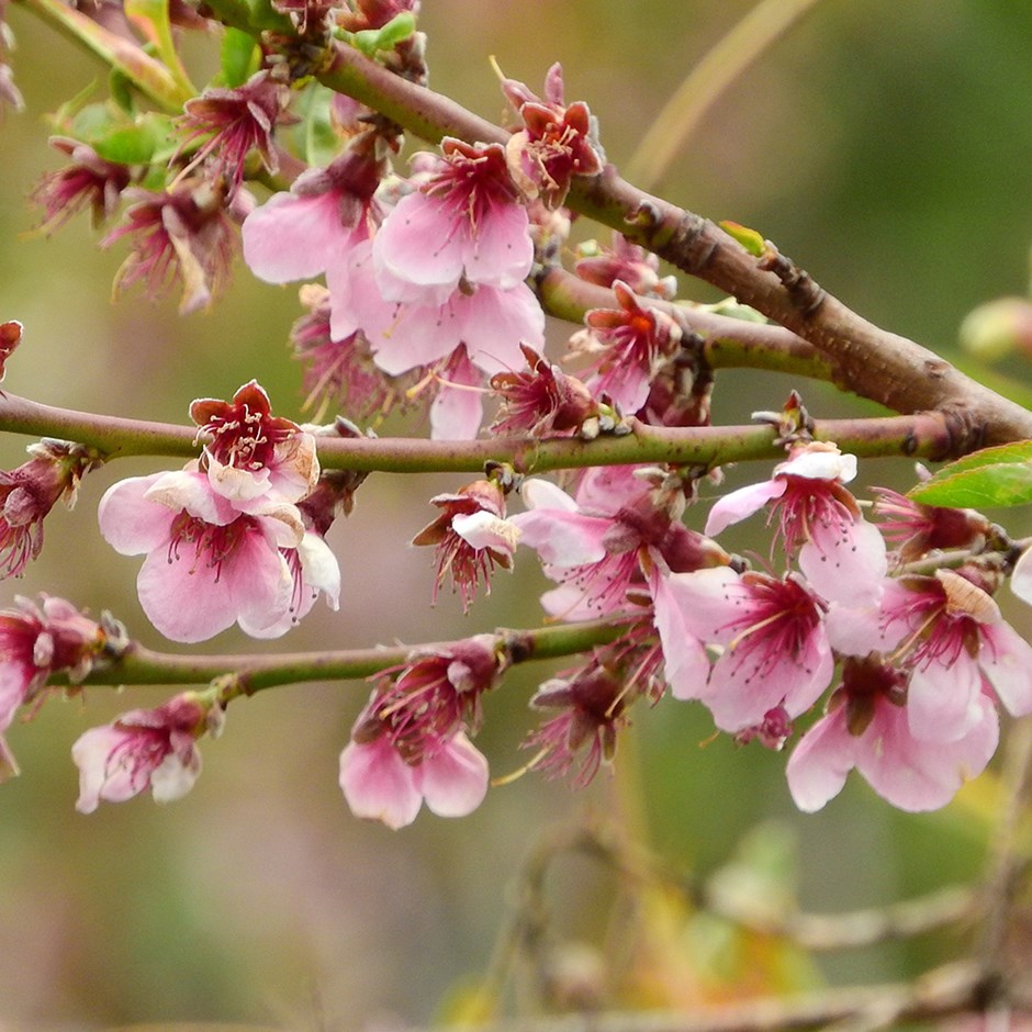 Prunus Pendula Pendula Rubra | Flowering Cherry Blossom Tree