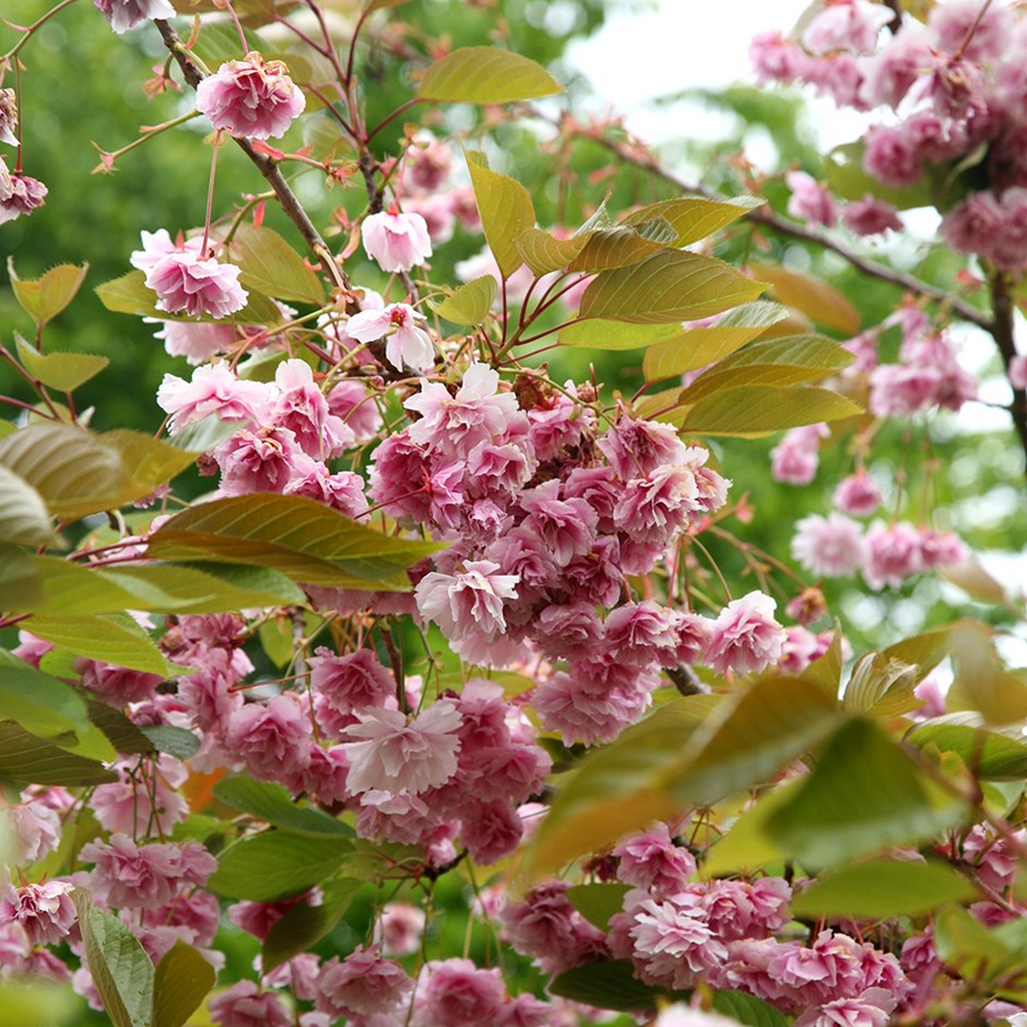 Prunus  Shirofugen (Fugenzō) | Flowering Cherry Blossom Tree