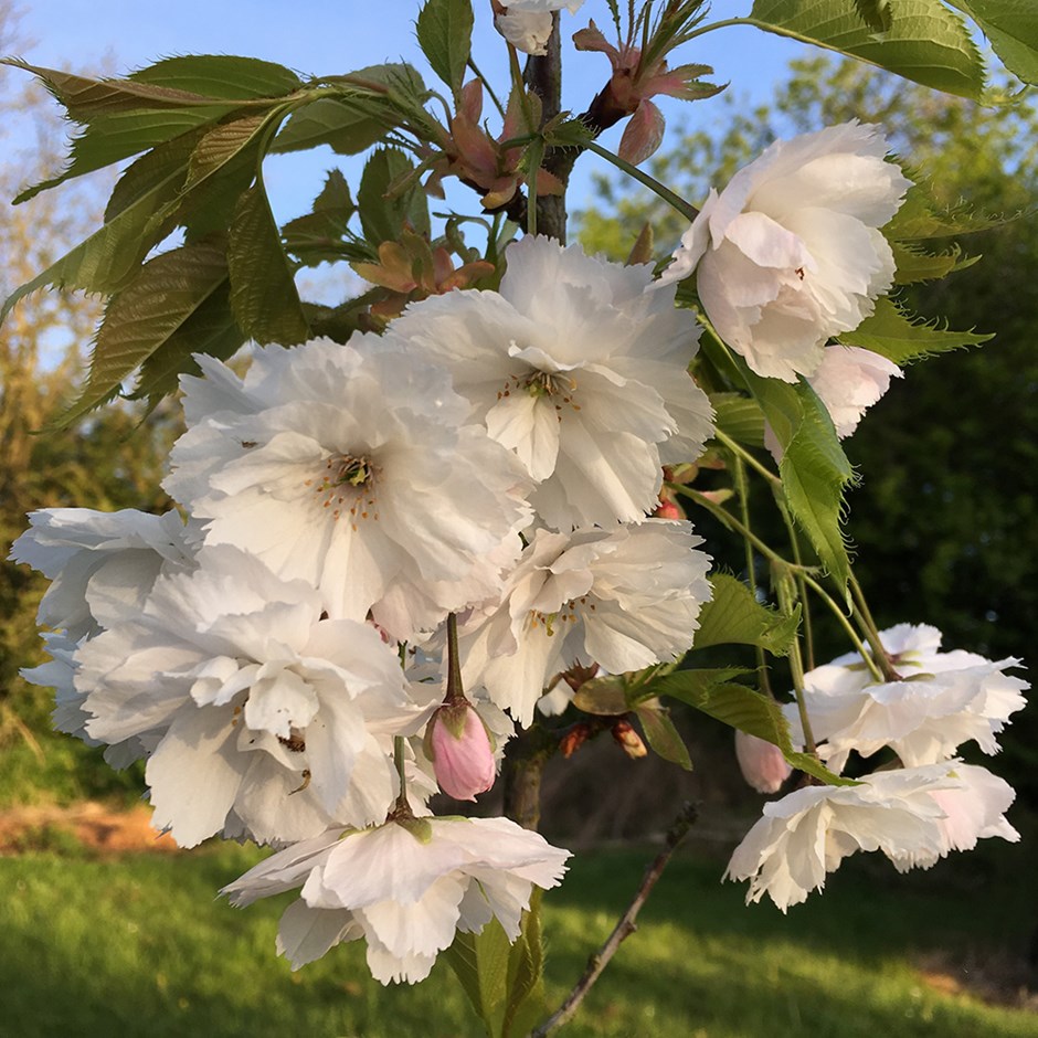 Prunus Shōgetsu | Flowering Cherry Blossom Tree