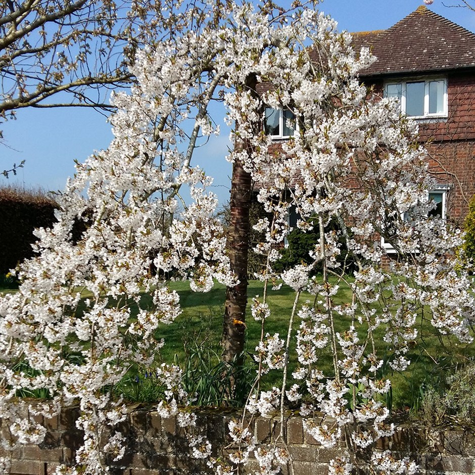 Prunus × Yedoensis Ivensii | Flowering Cherry Blossom Tree